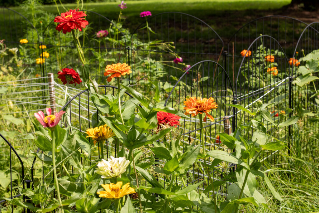 bright wild flowers surrounded a small cottage garden made from amazon fence panels
