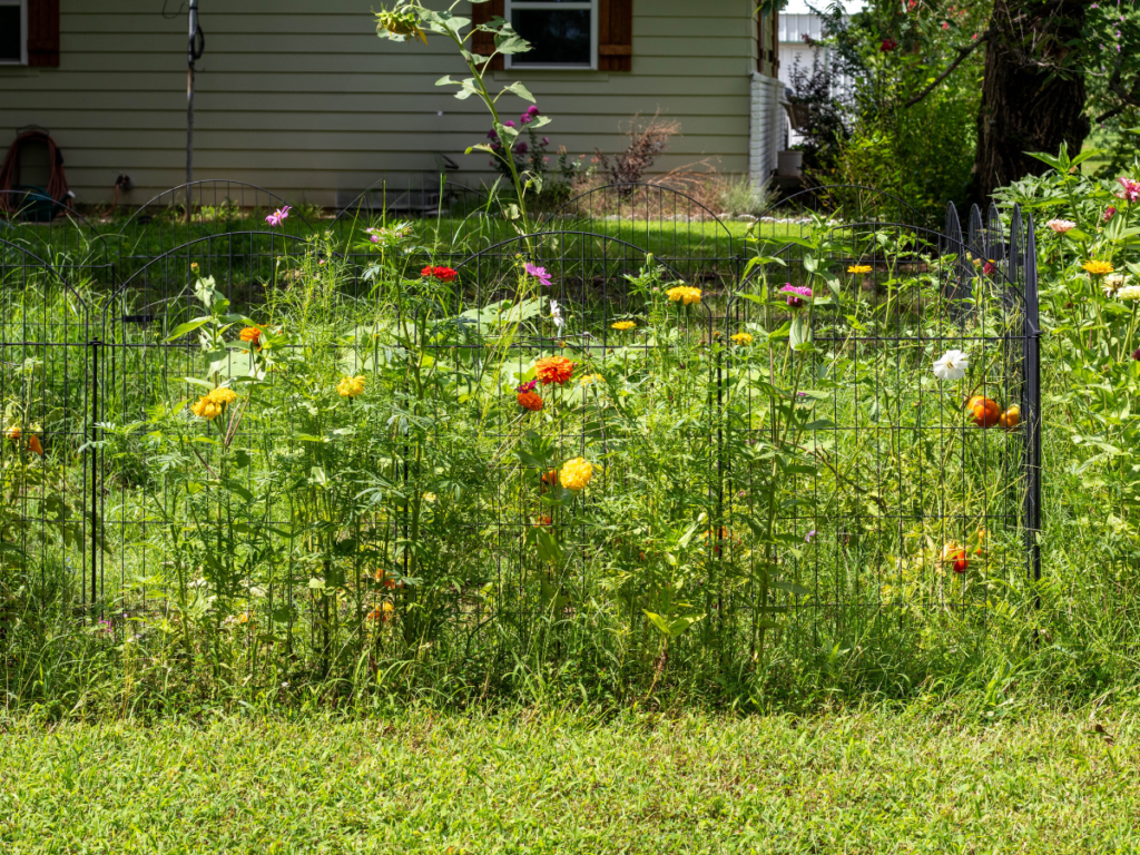 Small cottage garden with a Black fence panels from Amazon perimeter surrounded by wild flowers and a green house in the background