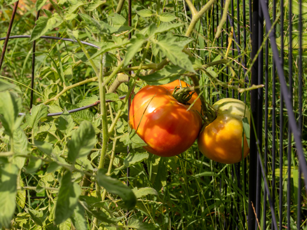 2 orange garden tomatoes still hanging on the vine in beginner garden.