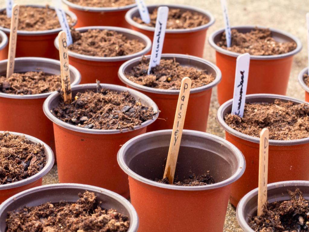 A variety of small seed starting pots filled with soil and plant labels sticking out of the soil